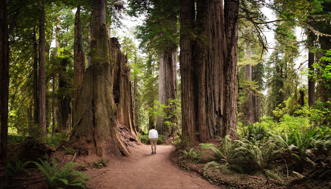 Rear View Of Man Walking At Forest in Redwoods National Park, USA.  Photo: Getty Images.