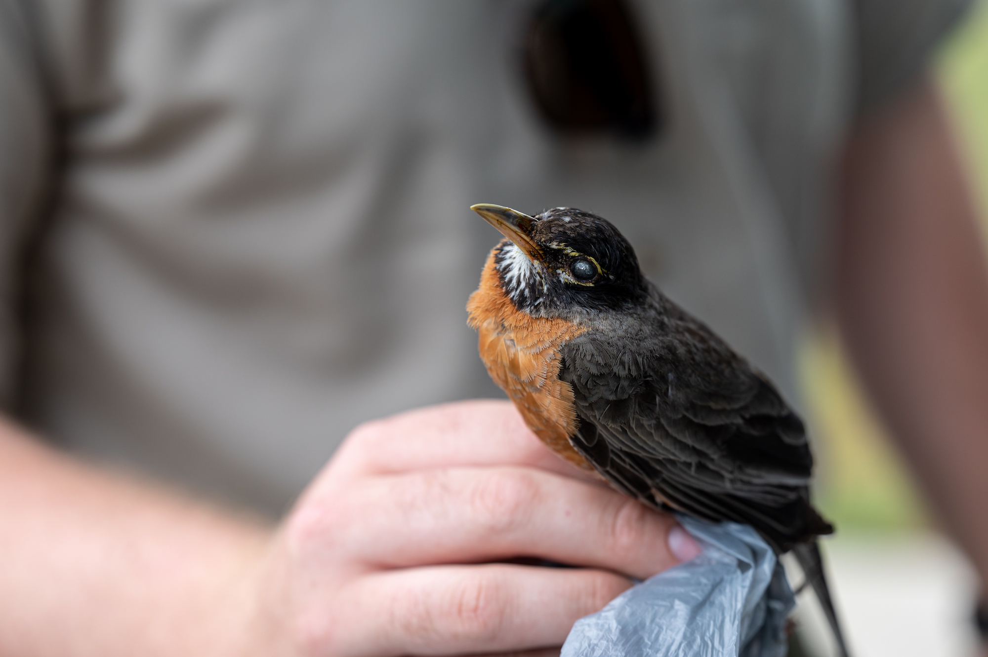 Michael Patton, an avian biologist, holds a deceased robin that was preserved and reported in the Kentucky Department of Fish and Wildlife Resources on July 2, 2021 in Louisville, Kentucky. Photo: Jon Cherry/Getty Images
