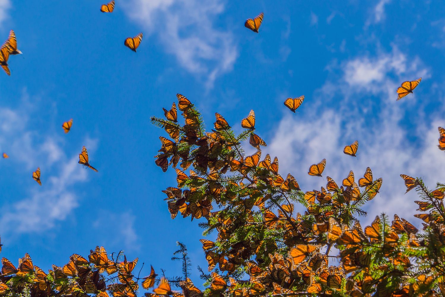 Butterflies on a tree in Michoacán, Mexico. Photo: Getty Images.