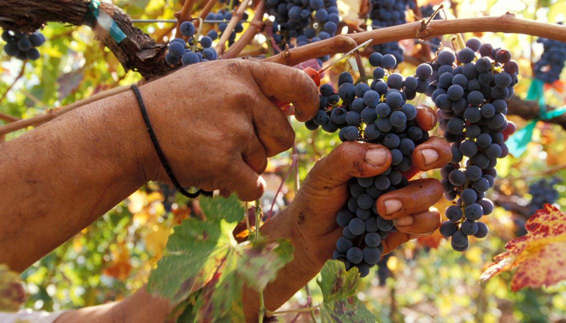 California's agricultural sector depends almost exclusively on immigrants. Photo Archive.