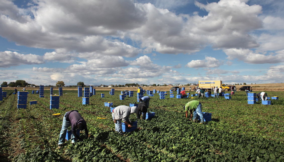 Farm Labor. Source: Huffington Post.