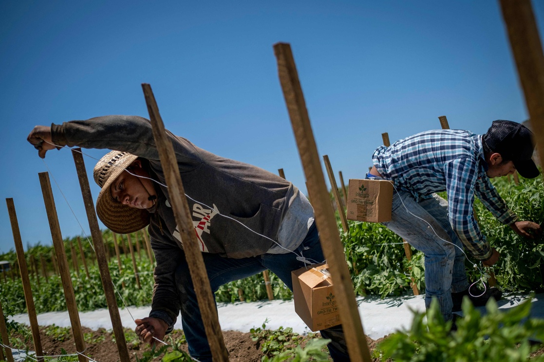 Chiapas laborer working in a tomato plantation in Guánica, Puerto Rico.Afp Photo.