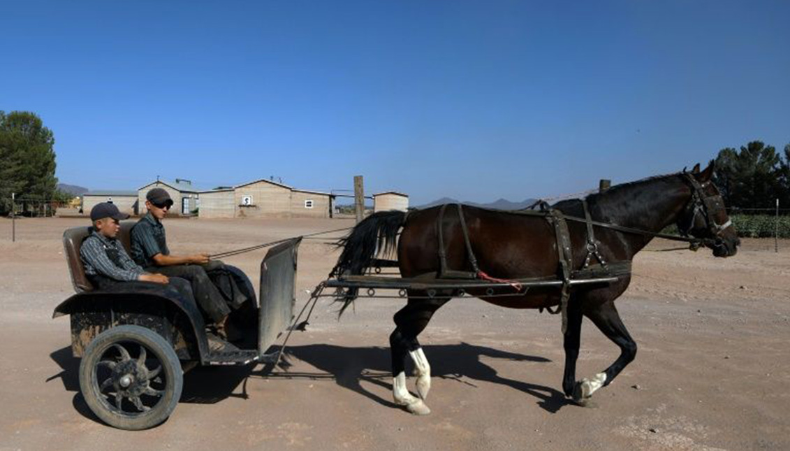 Los menonitas han evitado la telefonía móvil, la televisión e incluso los neumáticos. Hasta ahora. Photo: AFP