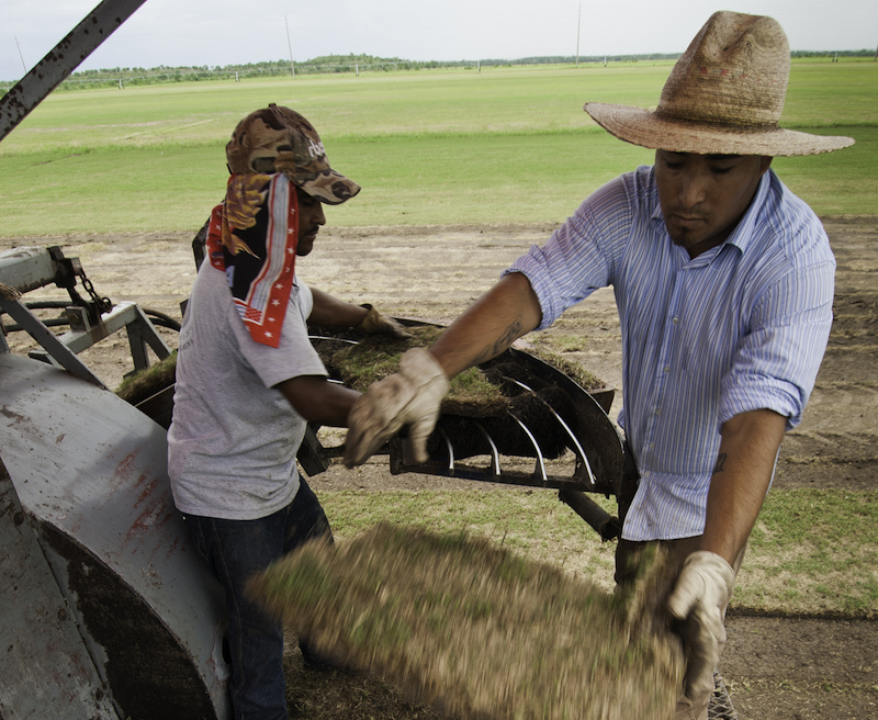 Migrant farm workers harvest sod on a farm outside Guy, Texas. Photo: Bob Nichols/USDA.
