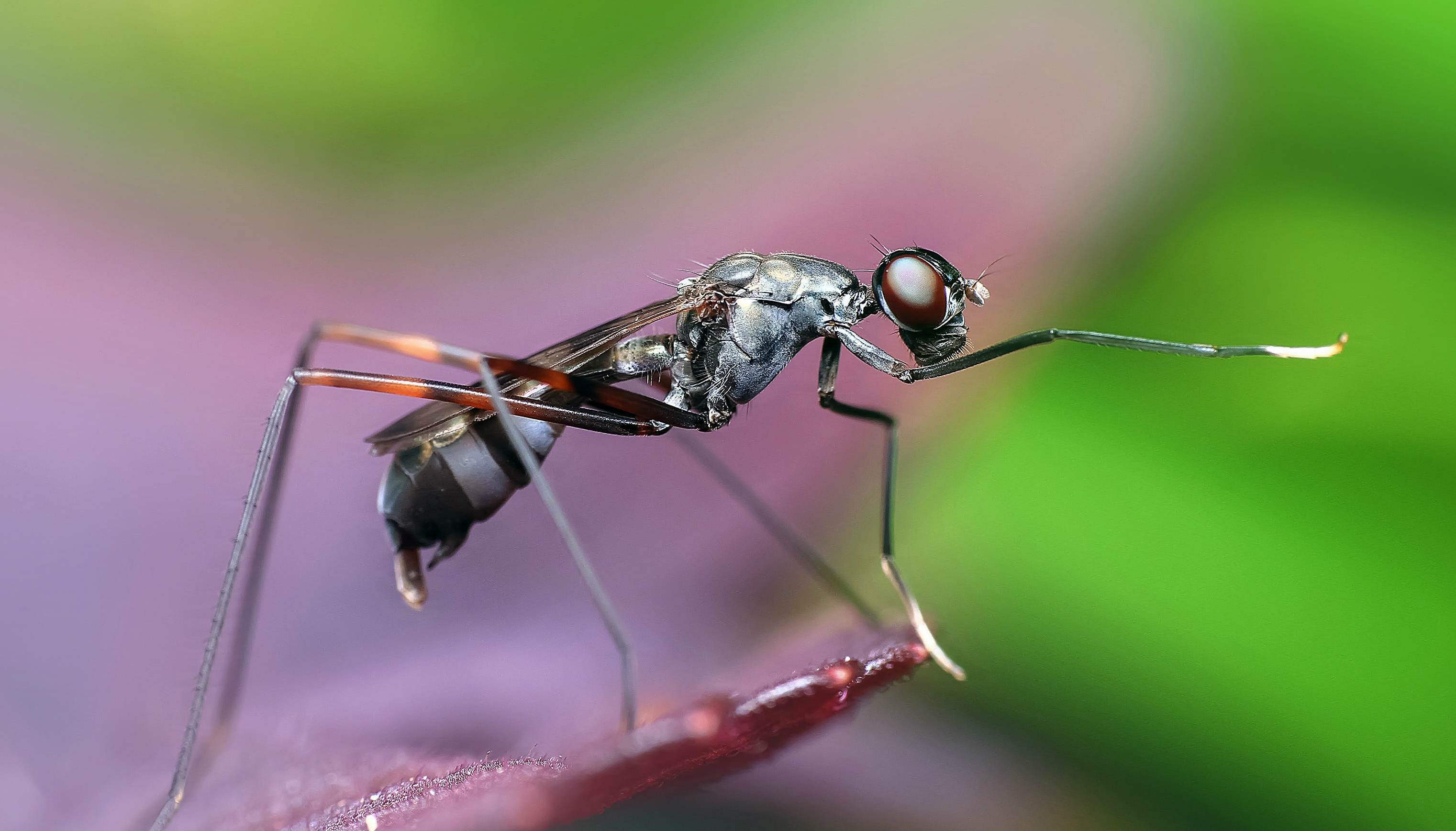 La fiebre amarilla se propaga a través de la picadura de un mosquito. Foto: Pixabay