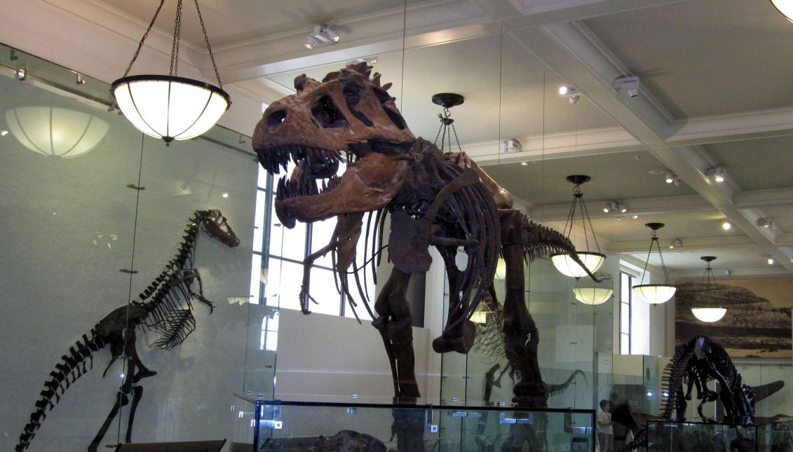 Interior del Museo de Historia Natural de Nueva York, un museo dedicado a la divulgación de conocimiento científico sobre la naturaleza y el ser humano. Foto: Foreign Press Centers - Department of State
 
