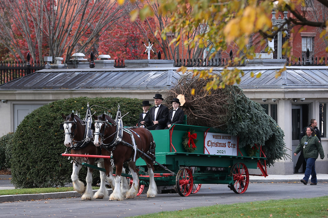 A white house Christmas tree being transported. Photo: Chip Somodevilla/Getty Images