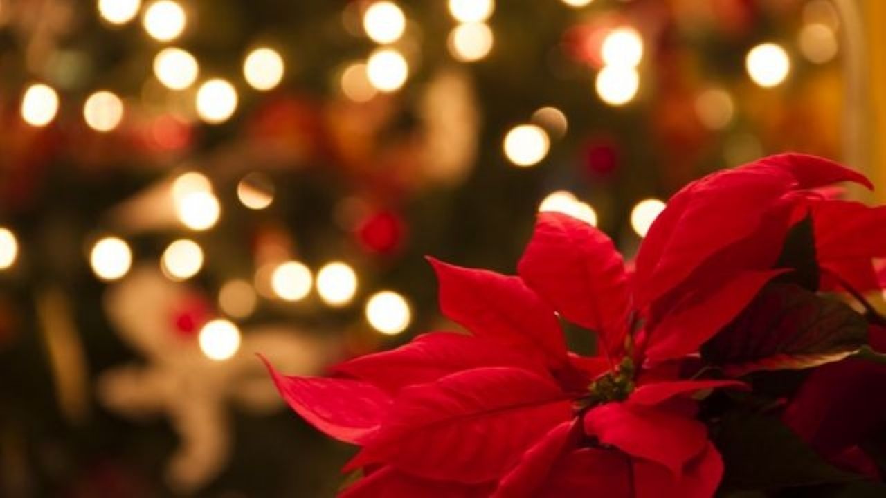 Typical Christmas arrangement with "la flor de nochebuena".