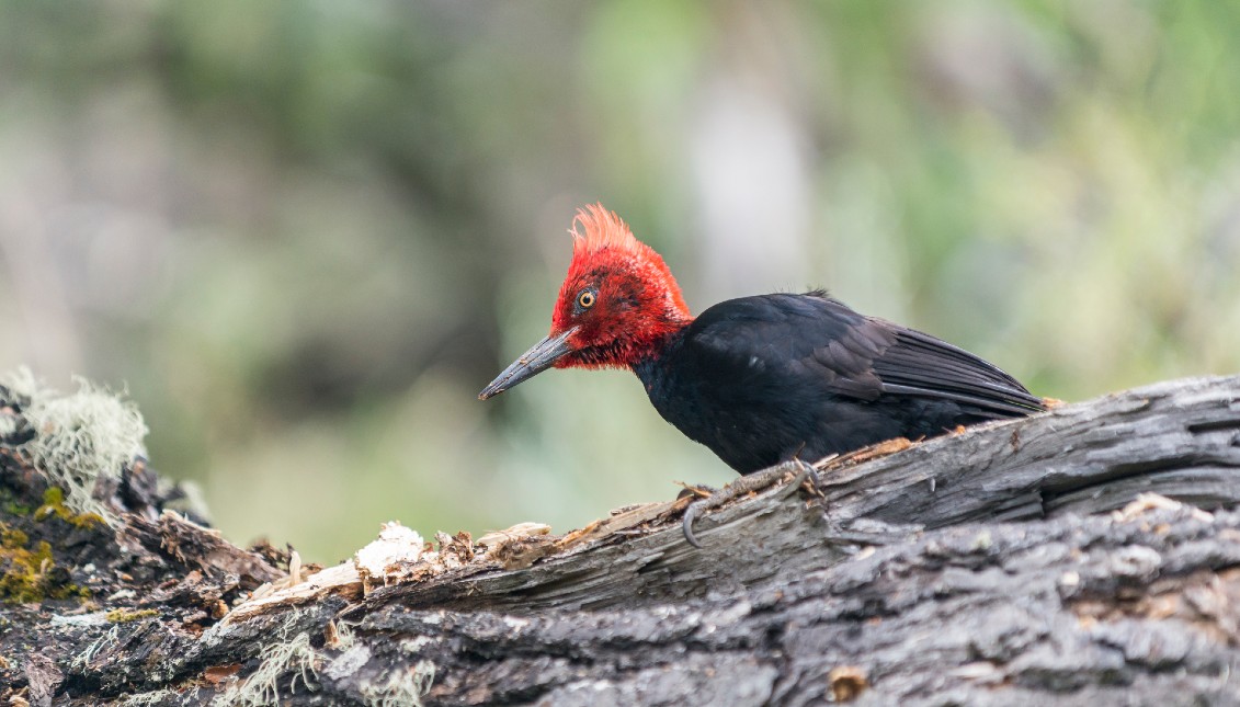 Un tipo de pájaro carpintero y otras diez especies de pájaros fueron declaradas extintas. Foto: Getty Images