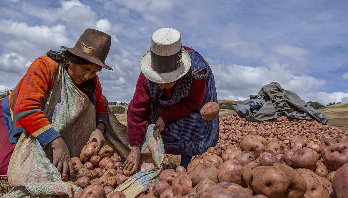 Potatoes have been a staple food in the Peruvian Andes for 7,000 years. Via NYT.