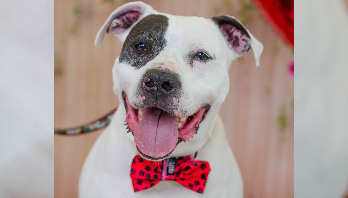 Ashton is one of six dogs available for adoption at "The Lonely Hearts Club" event.