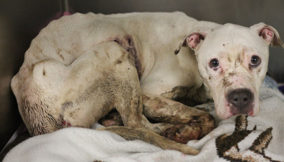 The female dog, nicknamed "Woobie," was found near the Fern Rock Transportation Center on Monday. (Courtesy Photo)