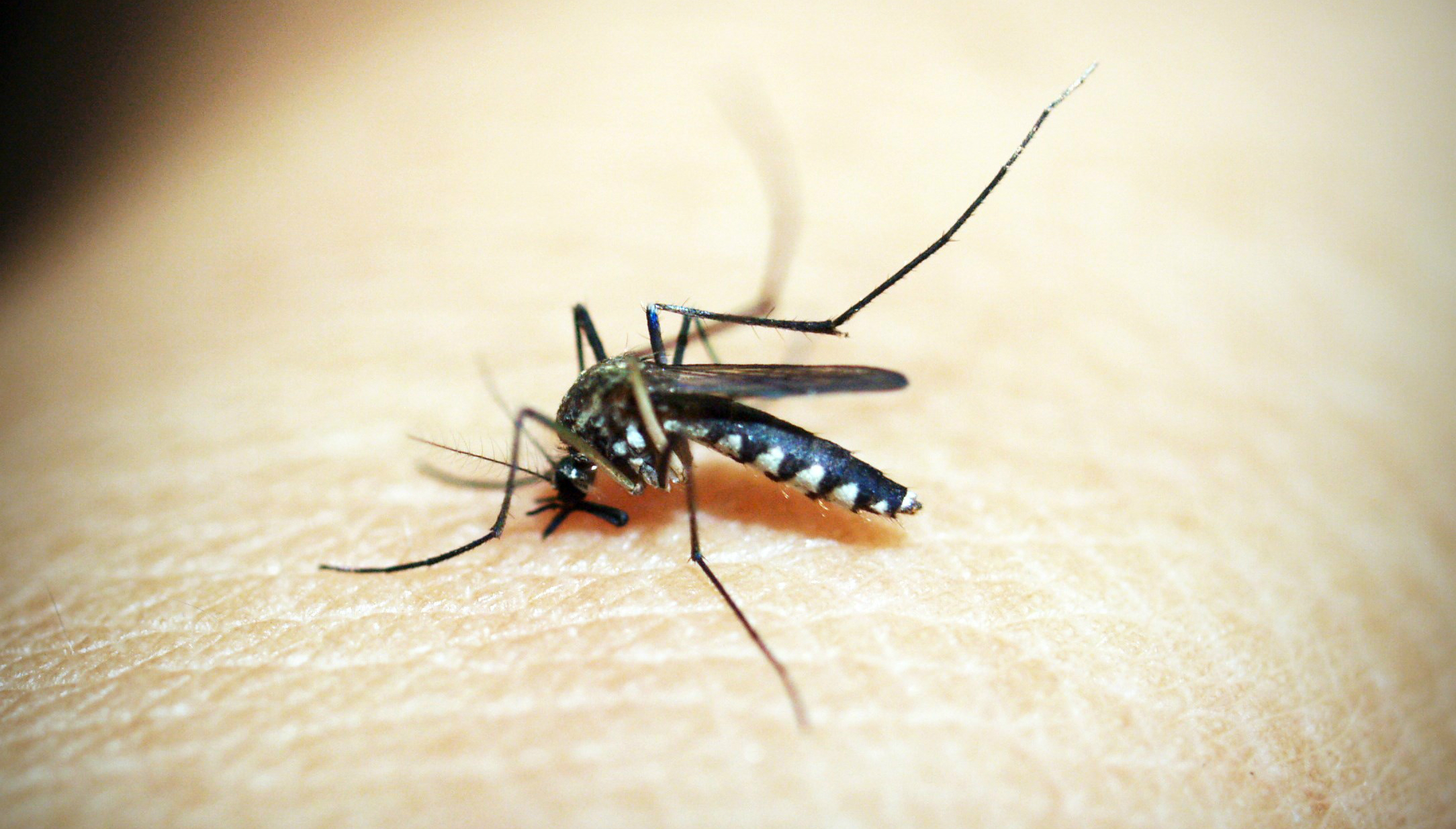 Los mosquitos transmiten el virus del Zika. Foto: imagesthai.com