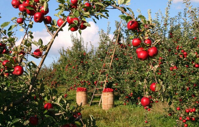 Apple trees.