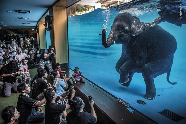 Fotografía ganadora en los WPY 2021