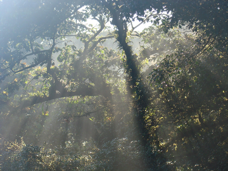 Amanecer en la reserva Bosque Eterno de los Niños en Costa Rica. Foto: BEN