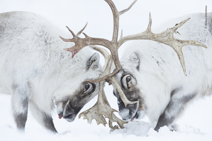 Fotografía ganadora en los WPY 2021